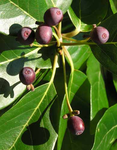 Black Tupelo tree fruit