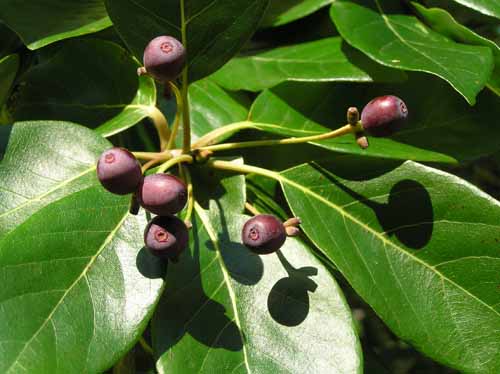 Black Tupelo tree fruit