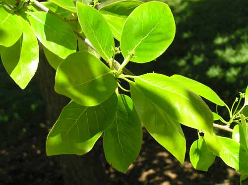Black Tupelo tree leaves