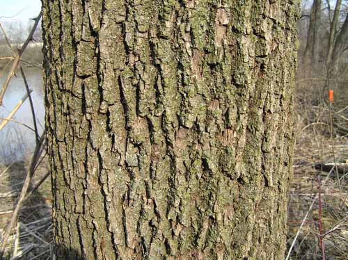 Black Walnut tree bark