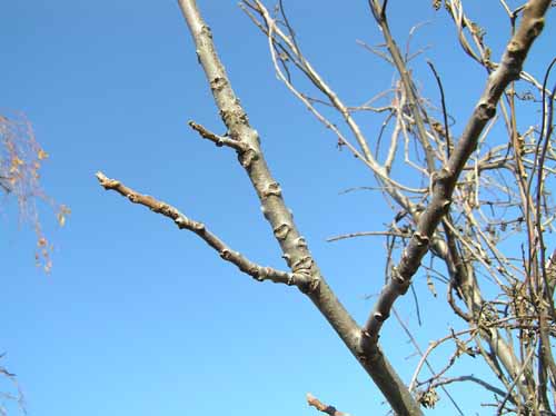 Black Walnut branch