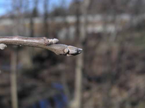 Black Walnut tree Bud