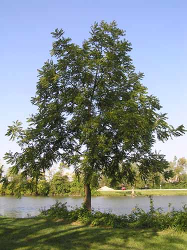 Black Walnut tree