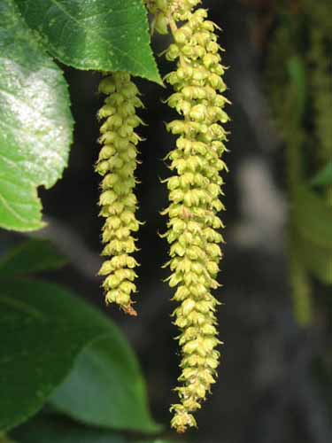 Black Hickory - Native Trees of Indiana - Purdue Fort Wayne