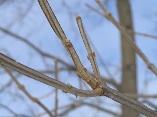 Blue Ash tree stems and branches are 4-angled