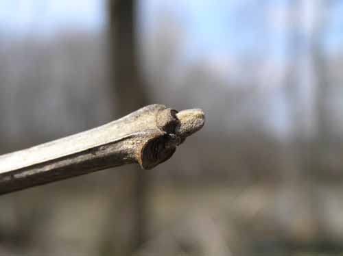 Blue Ash tree bud