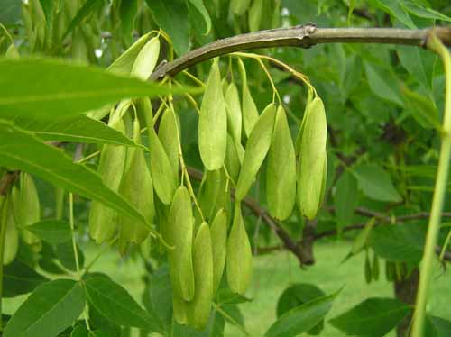 Blue Ash tree fruit