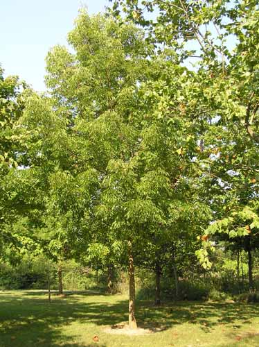 Blue Ash tree