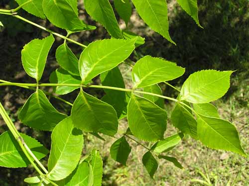 Blue Ash tree leaves in spring