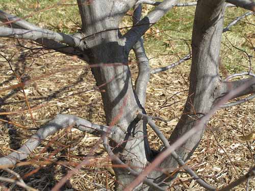 Bluebeech bark