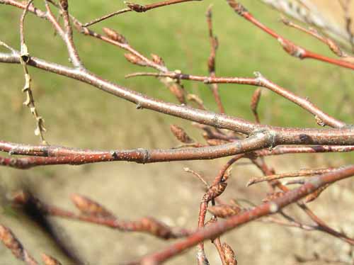 Bluebeech branch