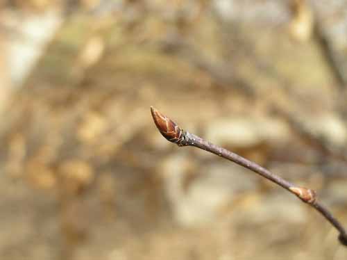 Bluebeech bud