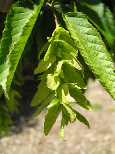 Bluebeech Fruit