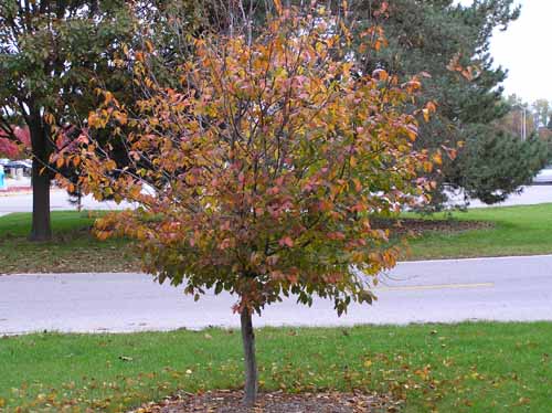 Bluebeech Tree