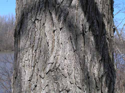 Bur Oak tree bark