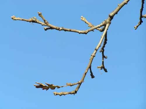 Bur Oak Branch