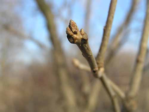Bur Oak tree bud
