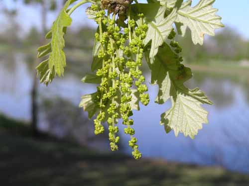 Bur Oak tree flower