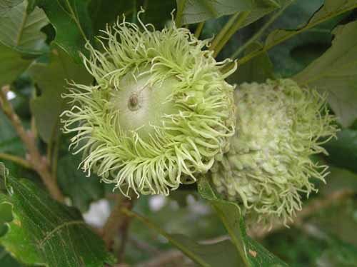 Bur Oak tree fruit