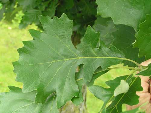 Bur Oak tree leaves in spring