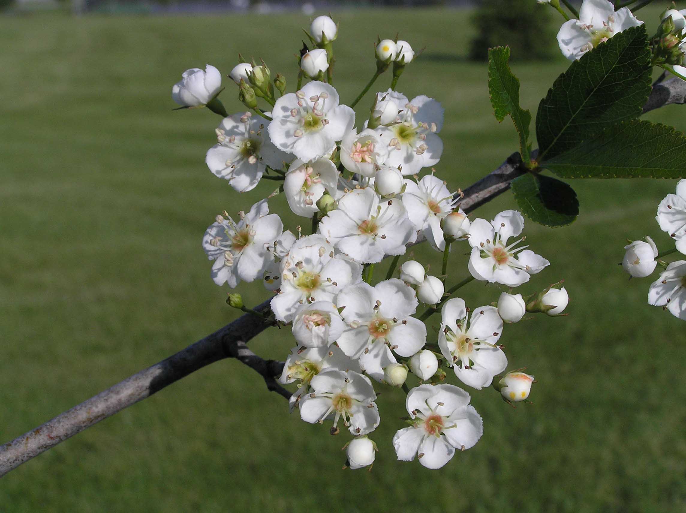 Cockspur Hawthorn - - Purdue Fort Wayne