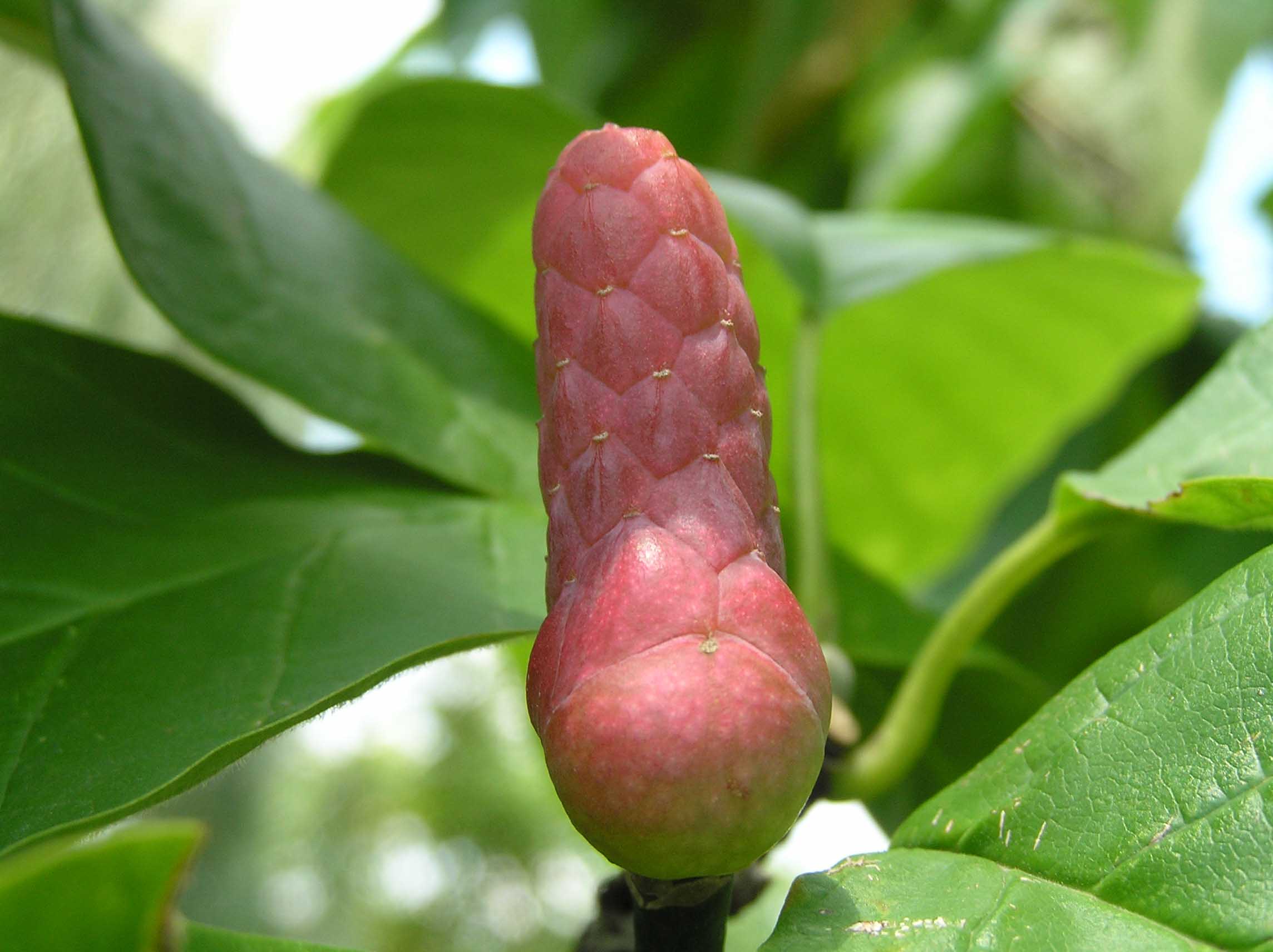 Cucumber Magnolia Purdue Fort Wayne