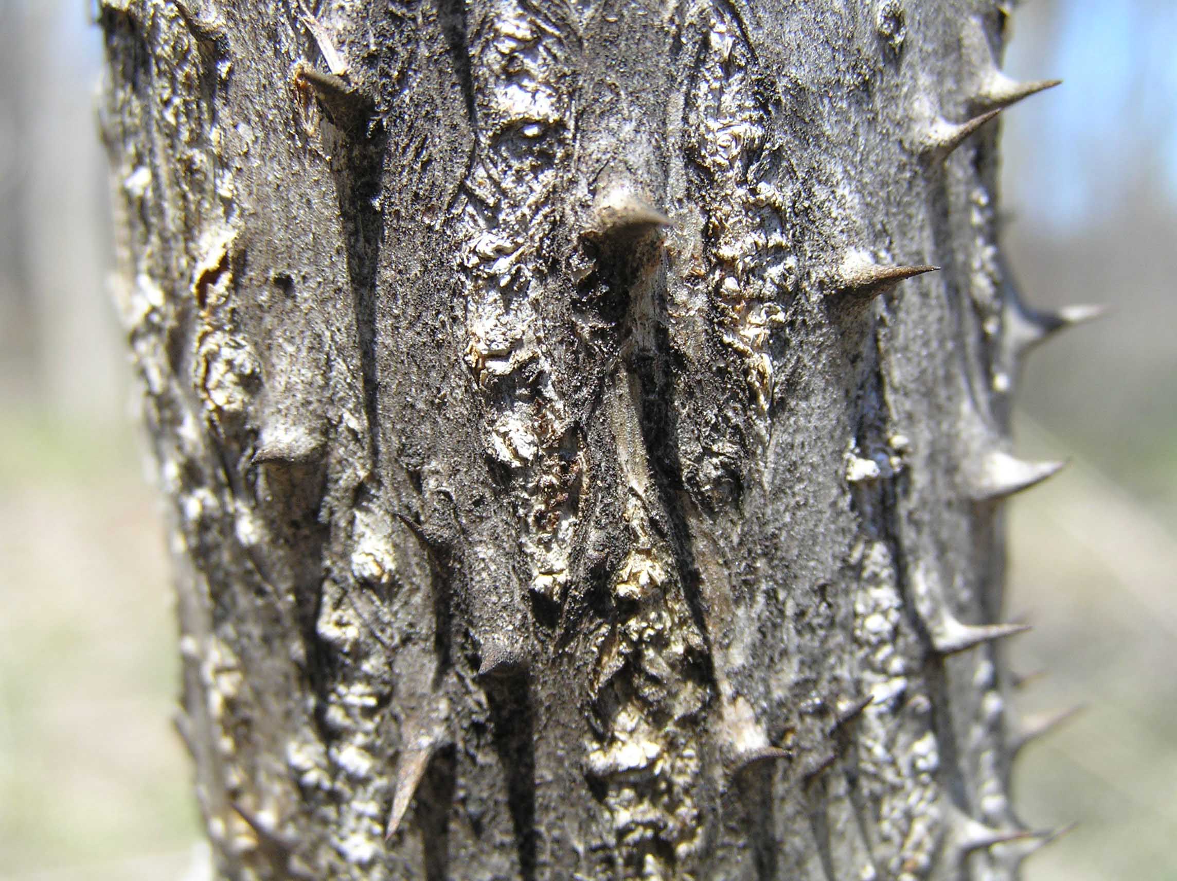 Devil's Walkingstick Purdue Fort Wayne