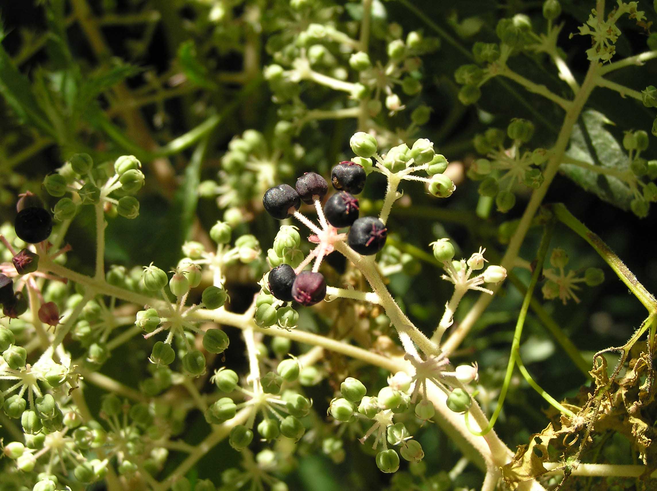 Devil's Walkingstick Purdue Fort Wayne