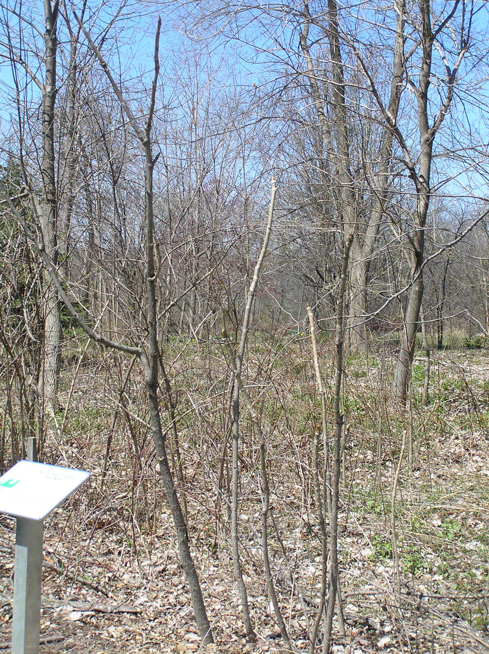 Devil's Walkingstick Purdue Fort Wayne