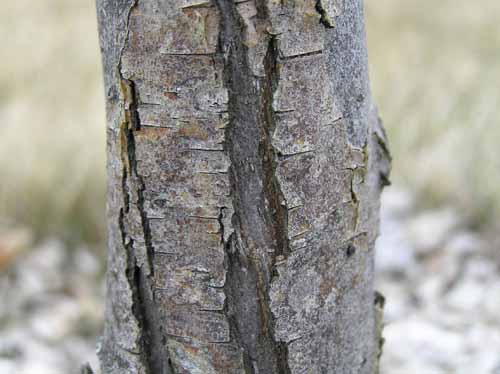 Cockspur Hawthorn tree bark