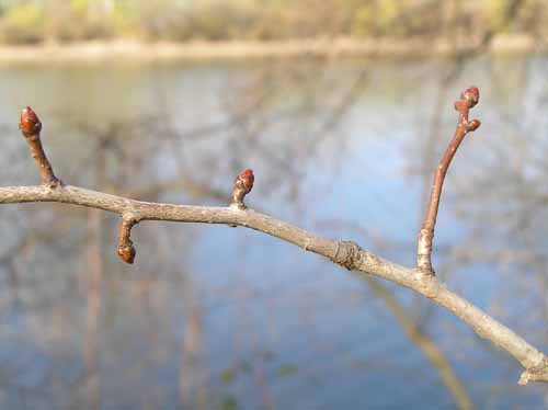 Cockspur Hawthorn Branch