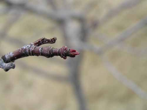 Cockspur Hawthorn tree bud