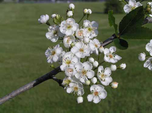 Cockspur Hawthorn tree flower