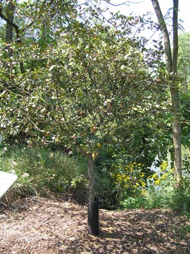 Cockspur Hawthorn tree