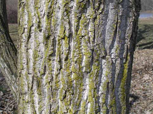 Bark of an Eastern Cottonwood tree.
