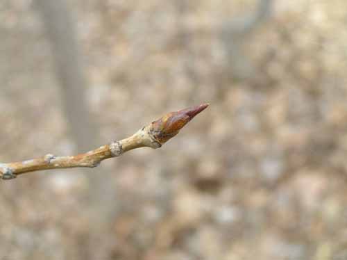 Bud of an Eastern Cottonwood tree.