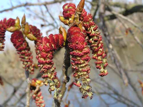 Flowers of an Eastern Cottonwood tree.