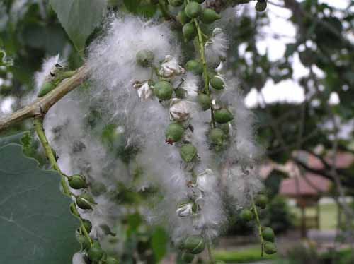 Fruit of an Eastern Cottonwood tree.