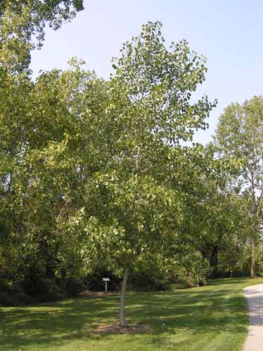 An Eastern Cottonwood tree in its habitat.