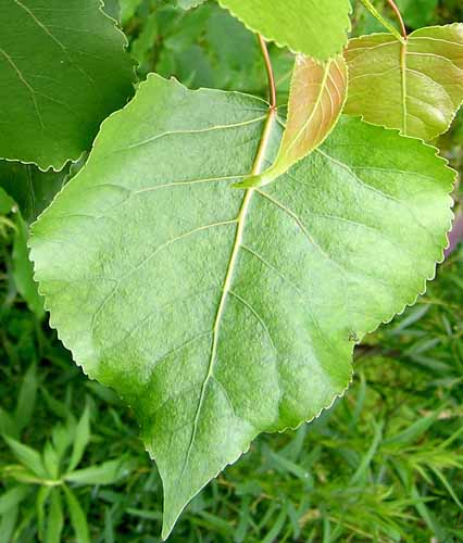 Leaves of an Eastern Cottonwood tree.