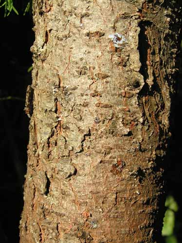 Eastern Larch Bark