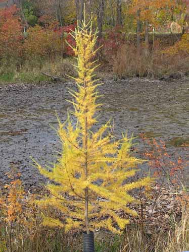 Eastern Larch tree