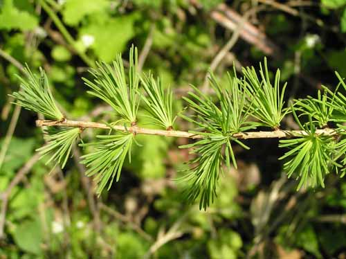 Eastern Larch leaves