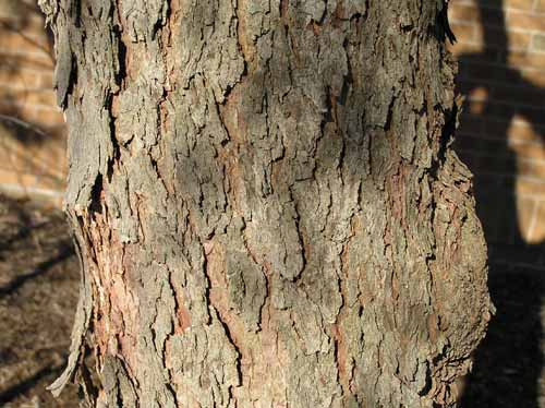 Bark of an Eastern Redbud tree.