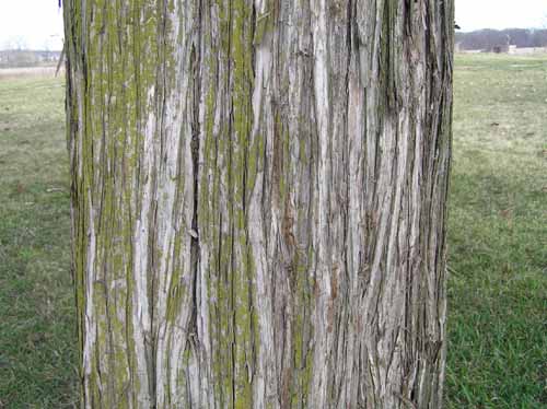 Bark of an Eastern Redcedar tree.