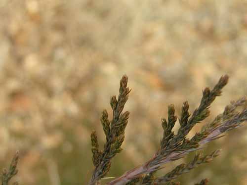 Bud of an Eastern Redcedar tree.