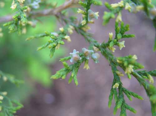 Flowers of an Eastern Redcedar tree.