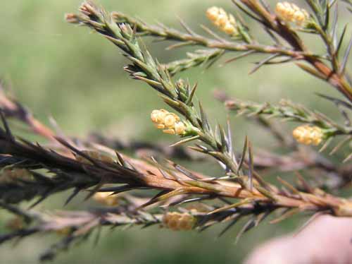 Flowers of an Eastern Redcedar tree.
