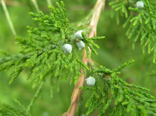Fruit of an Eastern Redcedar tree.