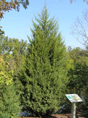 An Eastern Redcedar tree in its habitat.